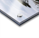 Zebra in the wilderness  Acrylic print