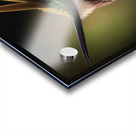 My Peco bird  Acrylic print