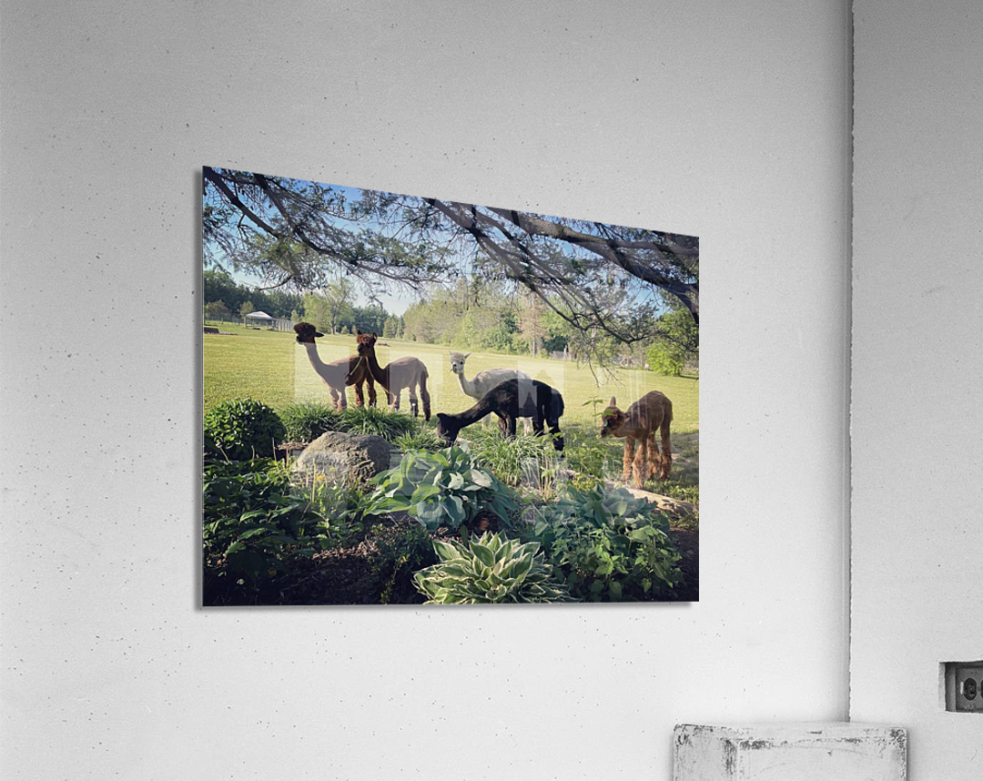 Lead The Sheep Acrylic Print