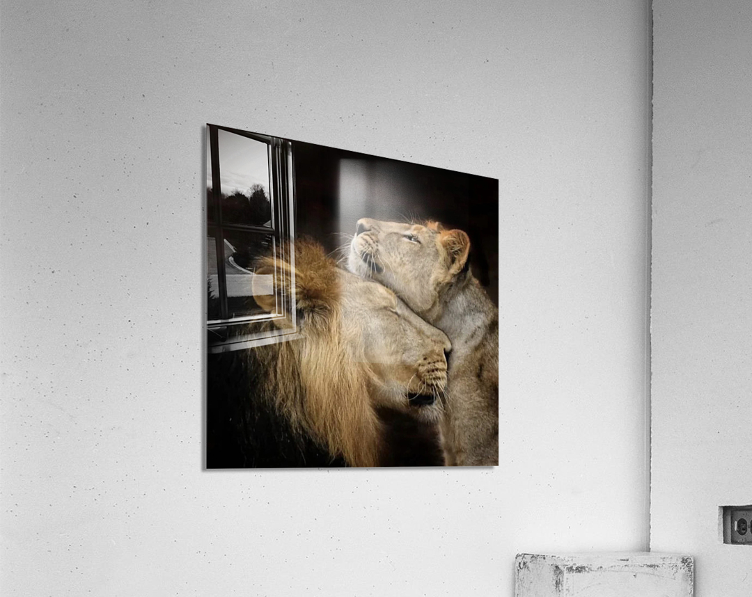 Lions Den Acrylic Print