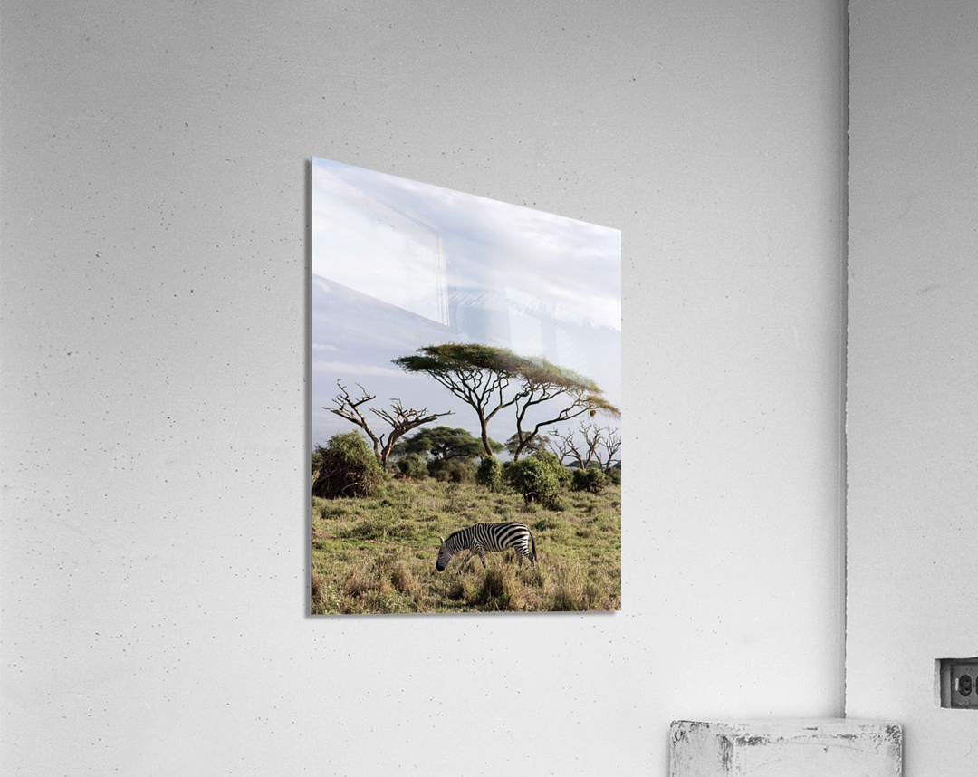 Zebra in the wilderness  Acrylic Print