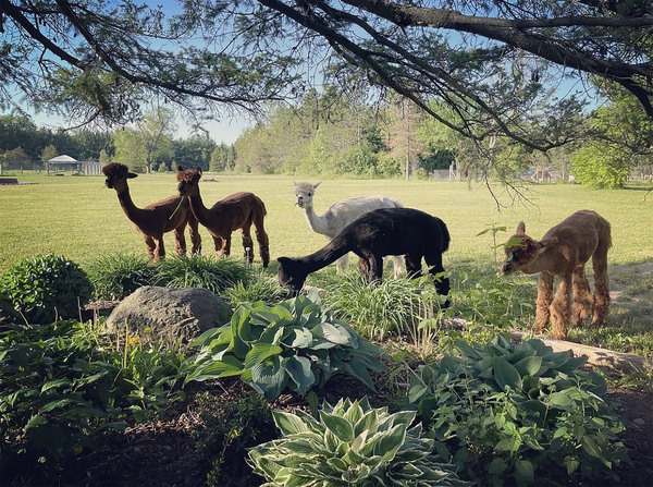 Lead The Sheep Print