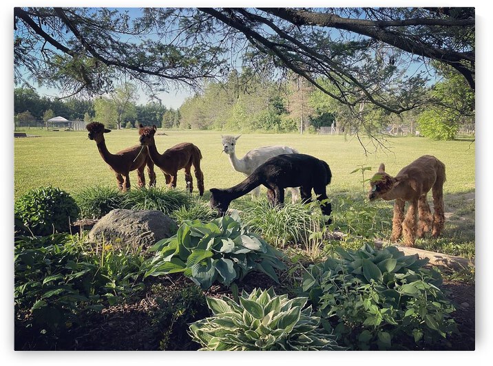 Lead The Sheep by Gregory Michael 88 Art Studio