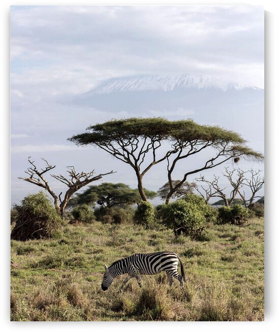 Zebra in the wilderness  by Gregory Michael 88 Art Studio