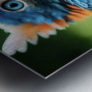 Baby  Blue Owl  Metal print