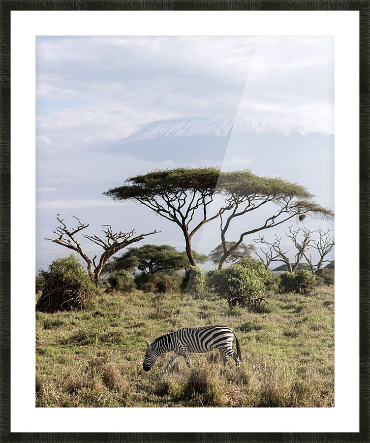Zebra in the wilderness  Picture Frame print
