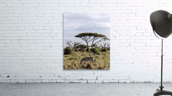 Zebra in the wilderness  Wall Preview