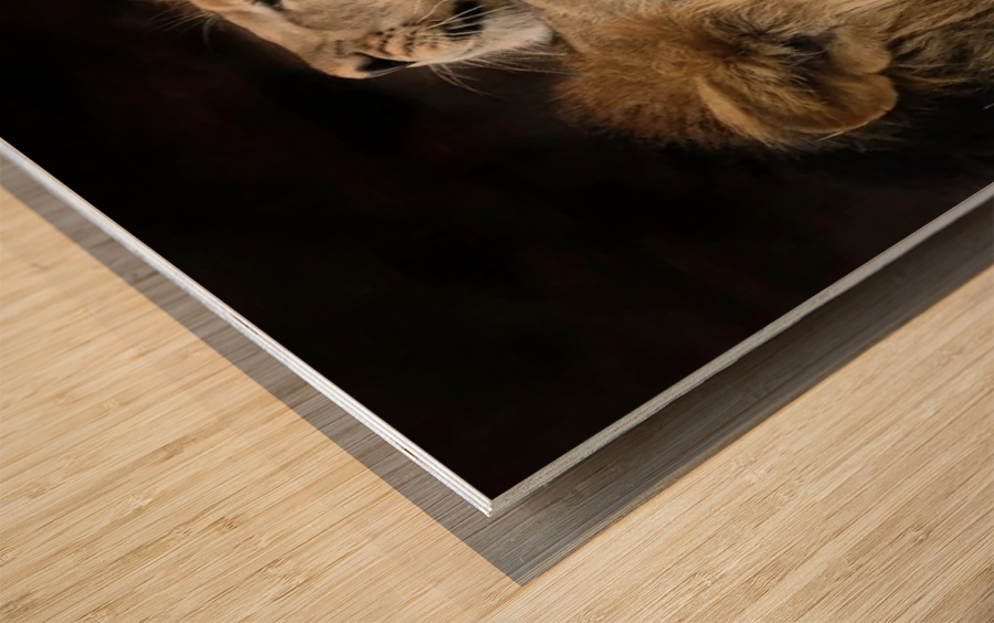 Lions Den Wood print