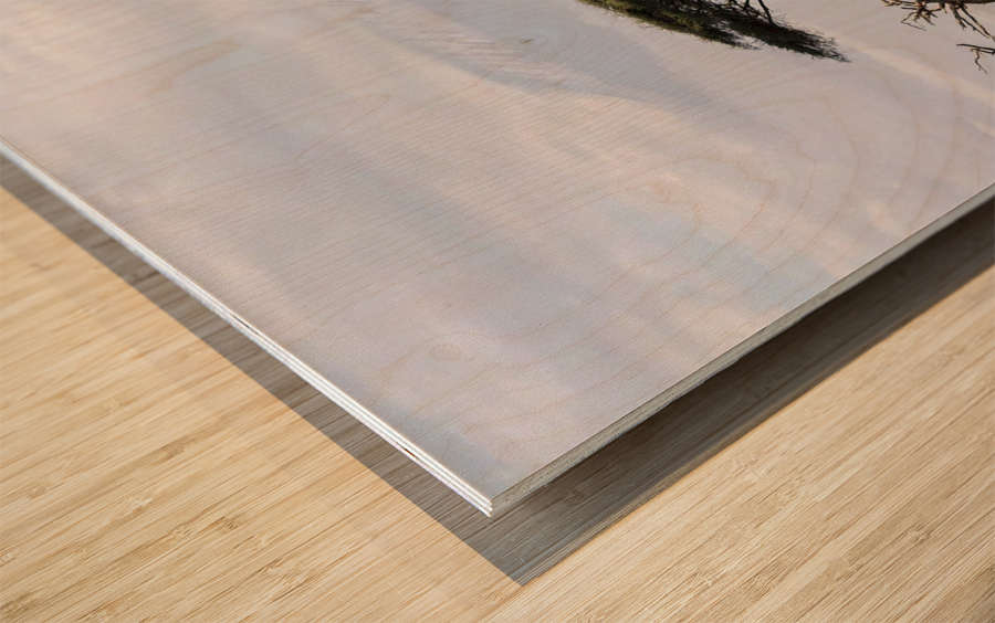 Zebra in the wilderness  Wood print