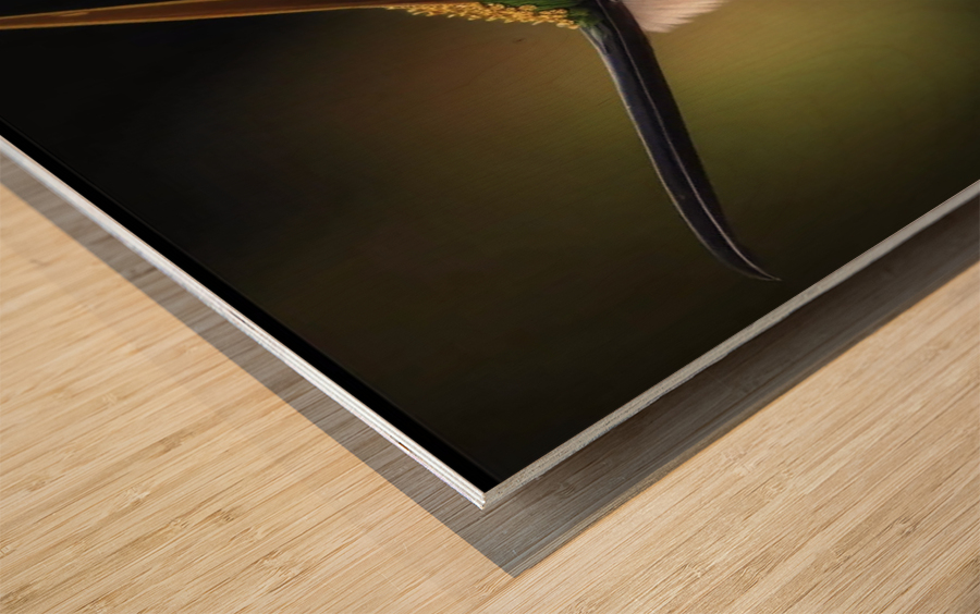 My Peco bird  Wood print